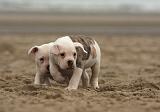 BOULEDOGUE AMERICAIN 142